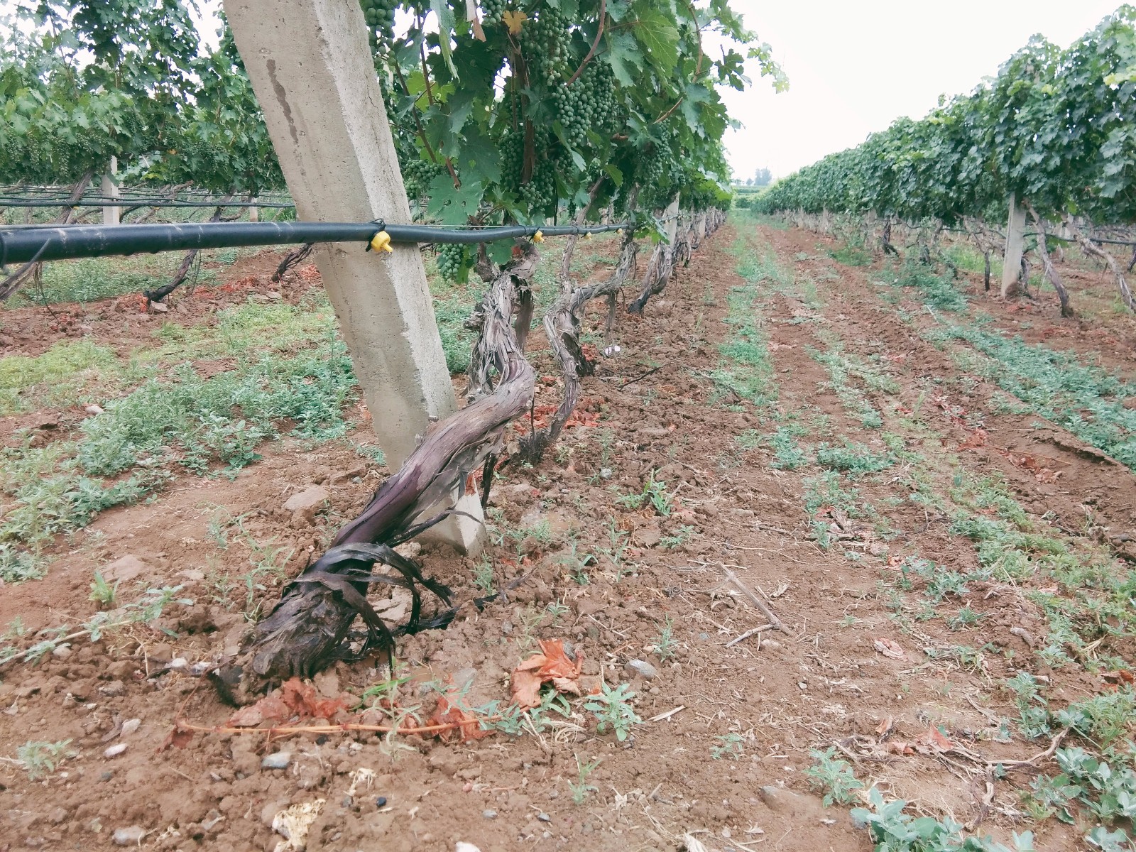 15710203069887.jpg 微信圖片_20190620145913.jpg