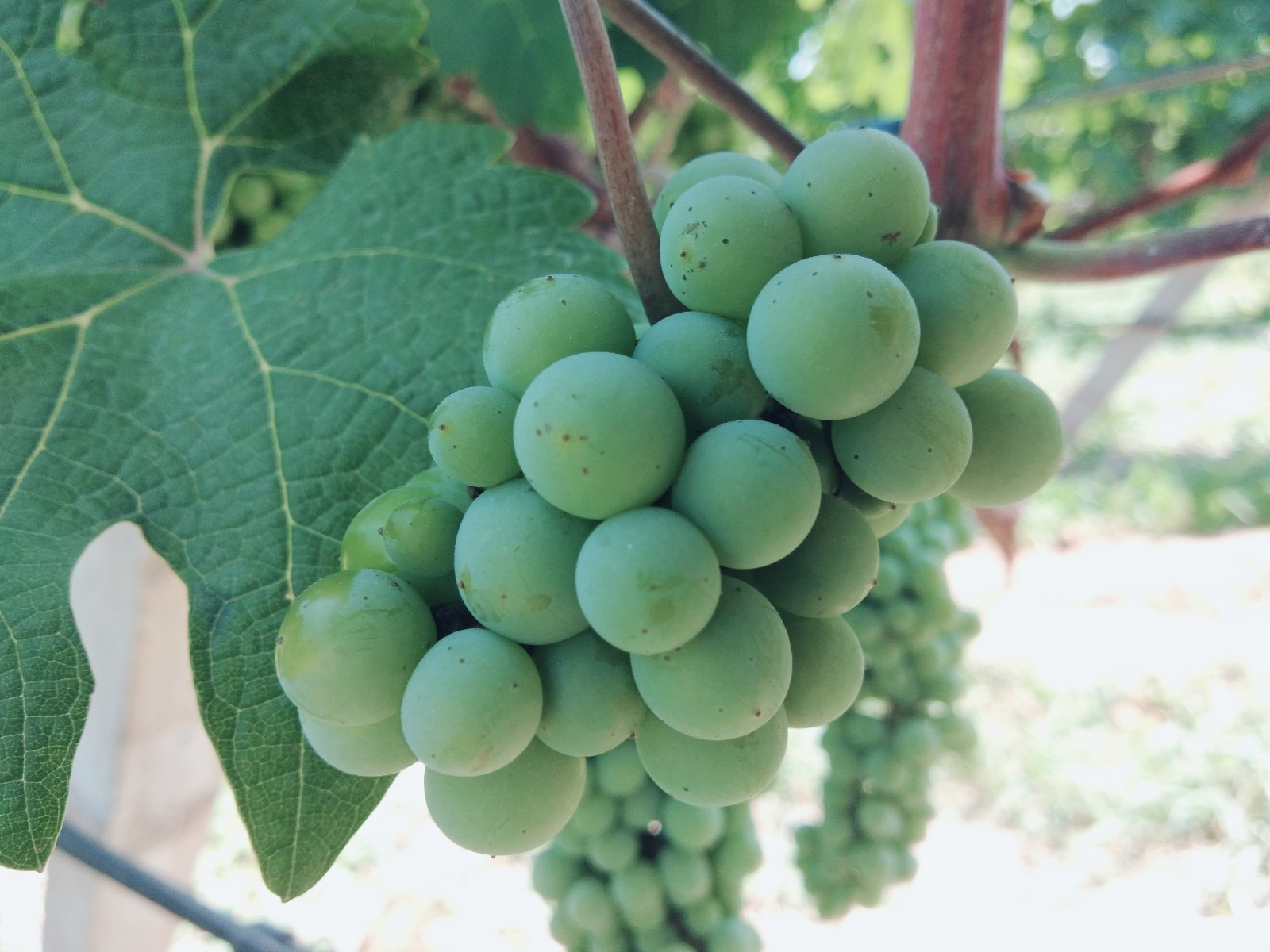 15710211427269.jpg 微信圖片_20190705143655.jpg