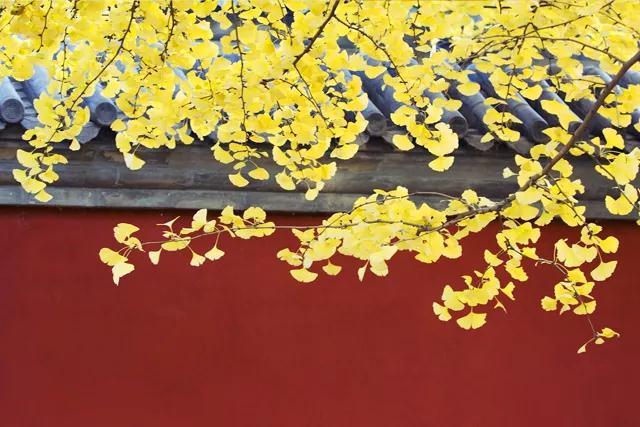 15711891448210.jpg 微信圖片_20190922093826.jpg