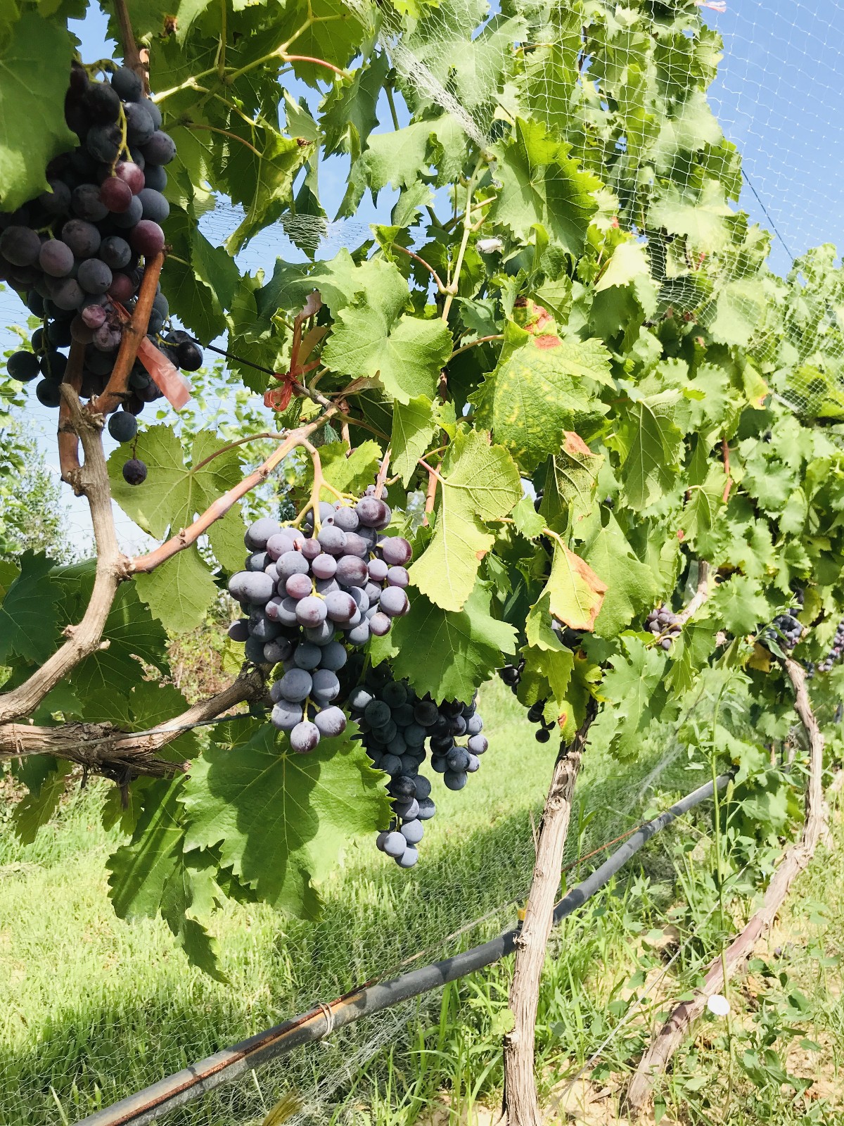 15712814986683.jpg 微信圖片_20190812172516.jpg