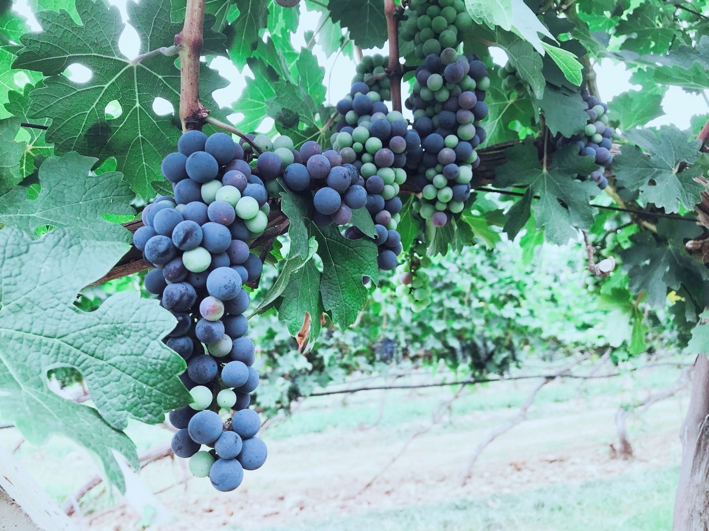 15712832251187.jpg 微信圖片_20190722145208.jpg