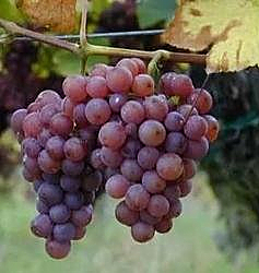 15776057867436.jpg t0175a78e5f751ccdaa.jpg