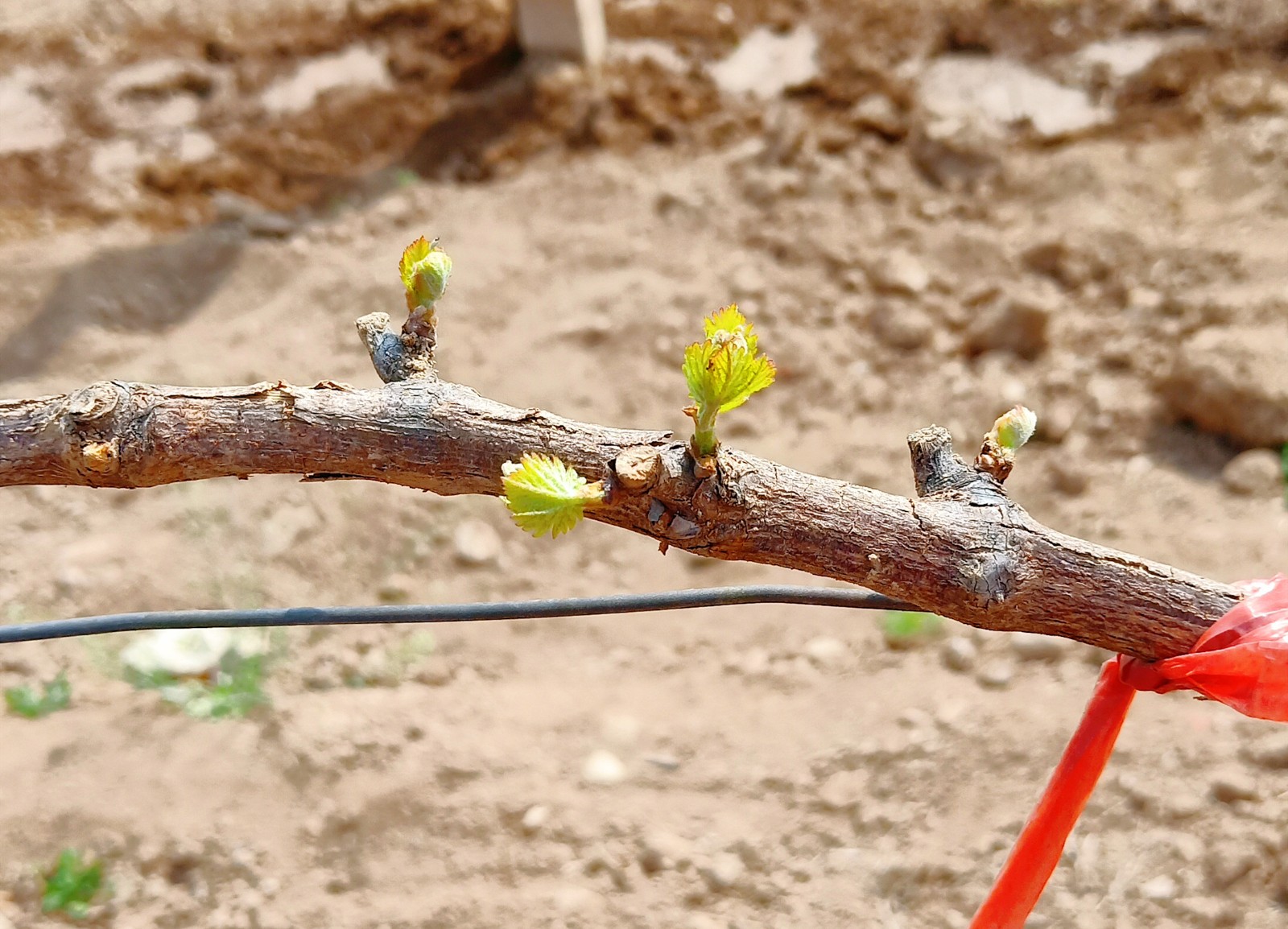 15872555738645.jpg 微信圖片_20200401171529.jpg