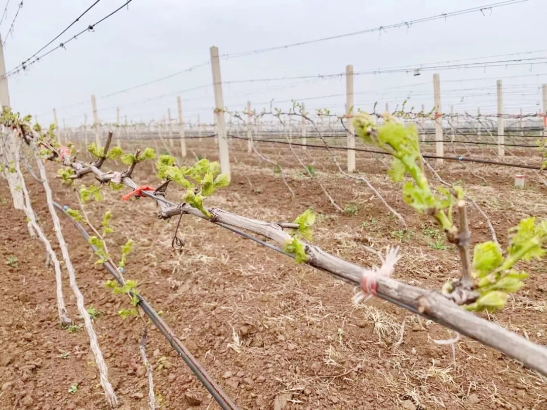 清明 ▎芳原綠野，春入園林