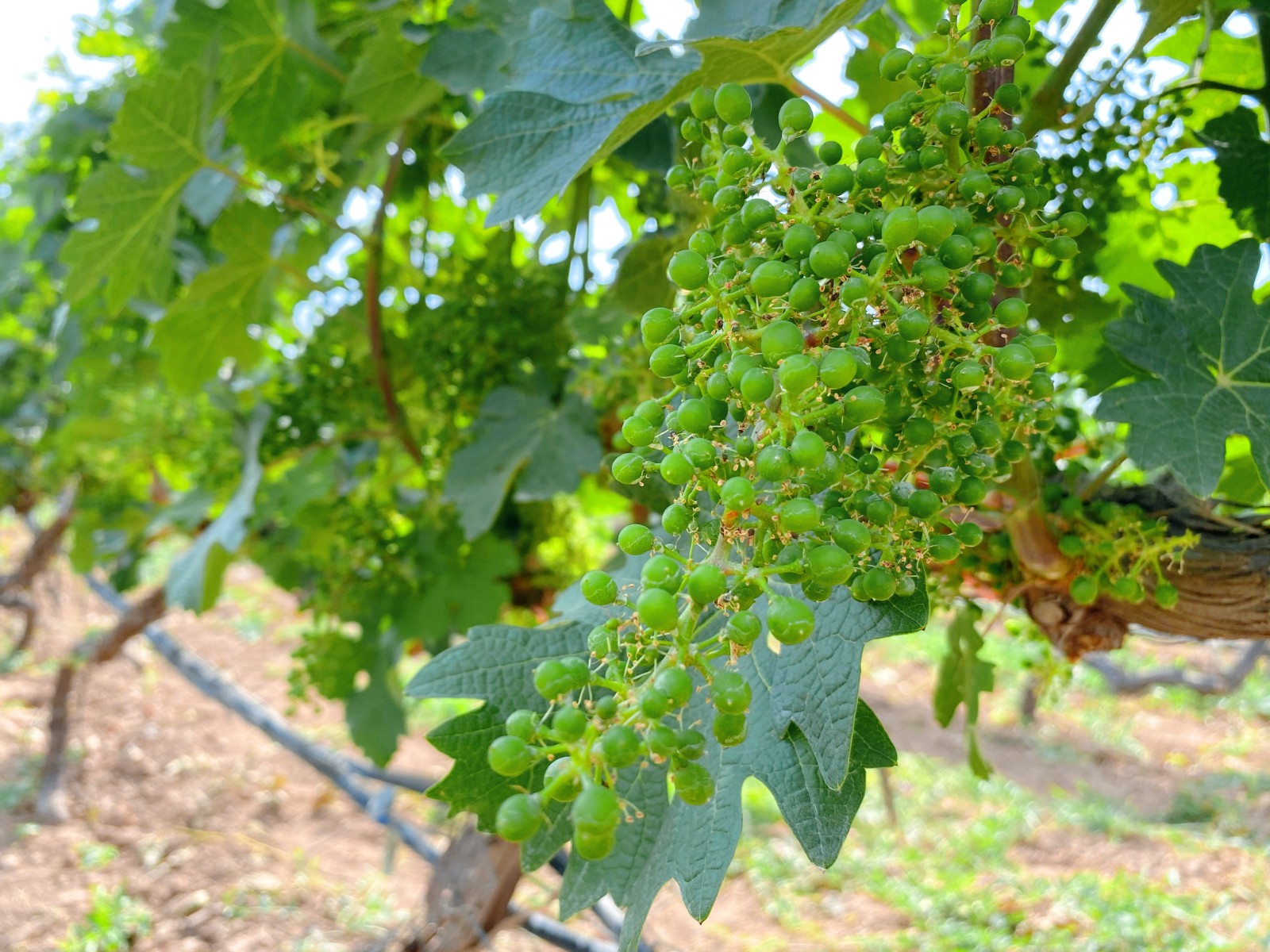 16228548574601.jpg 微信圖片_20210604091436.jpg