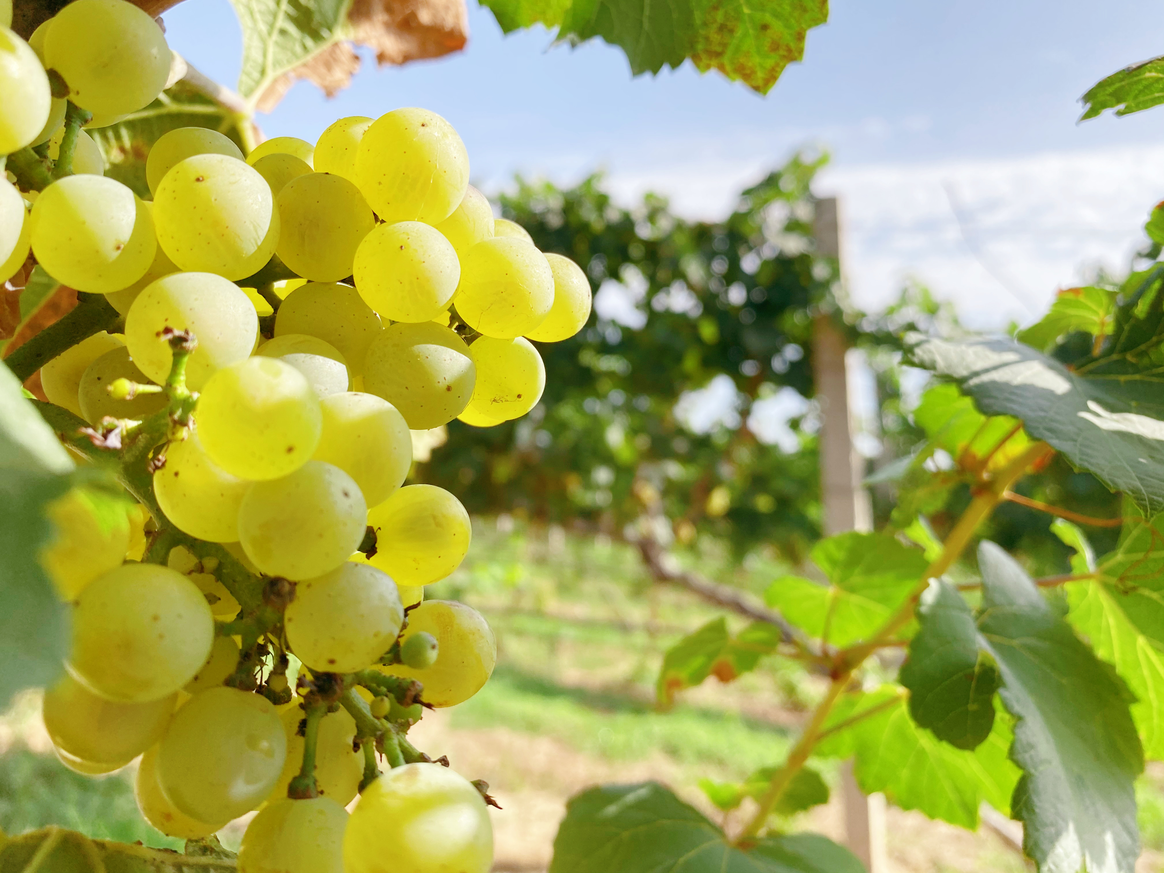 春耕夏耘后，秋收正當時~