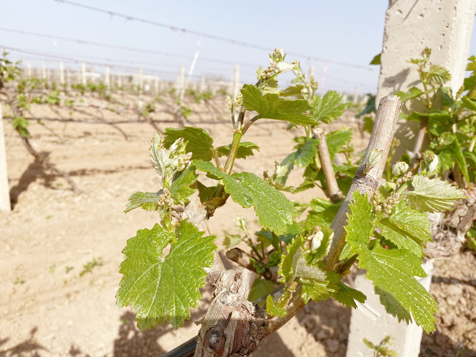 16504183043321.jpg 微信圖片_20220419100449.jpg