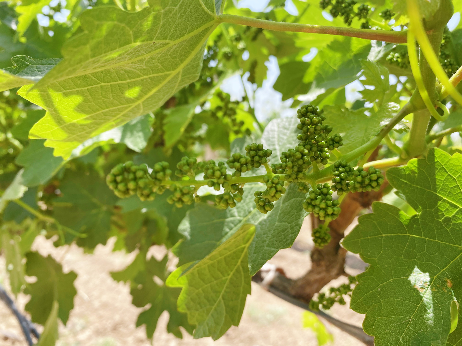 16518214921629.jpg 微信圖片_20220503162853.jpg