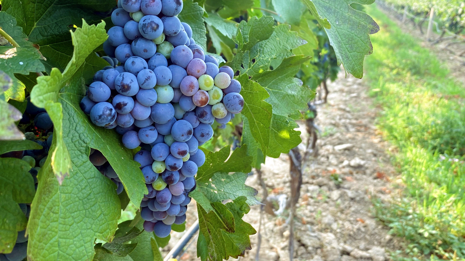 16599191397333.jpg 微信圖片_20220806112526_副本.jpg