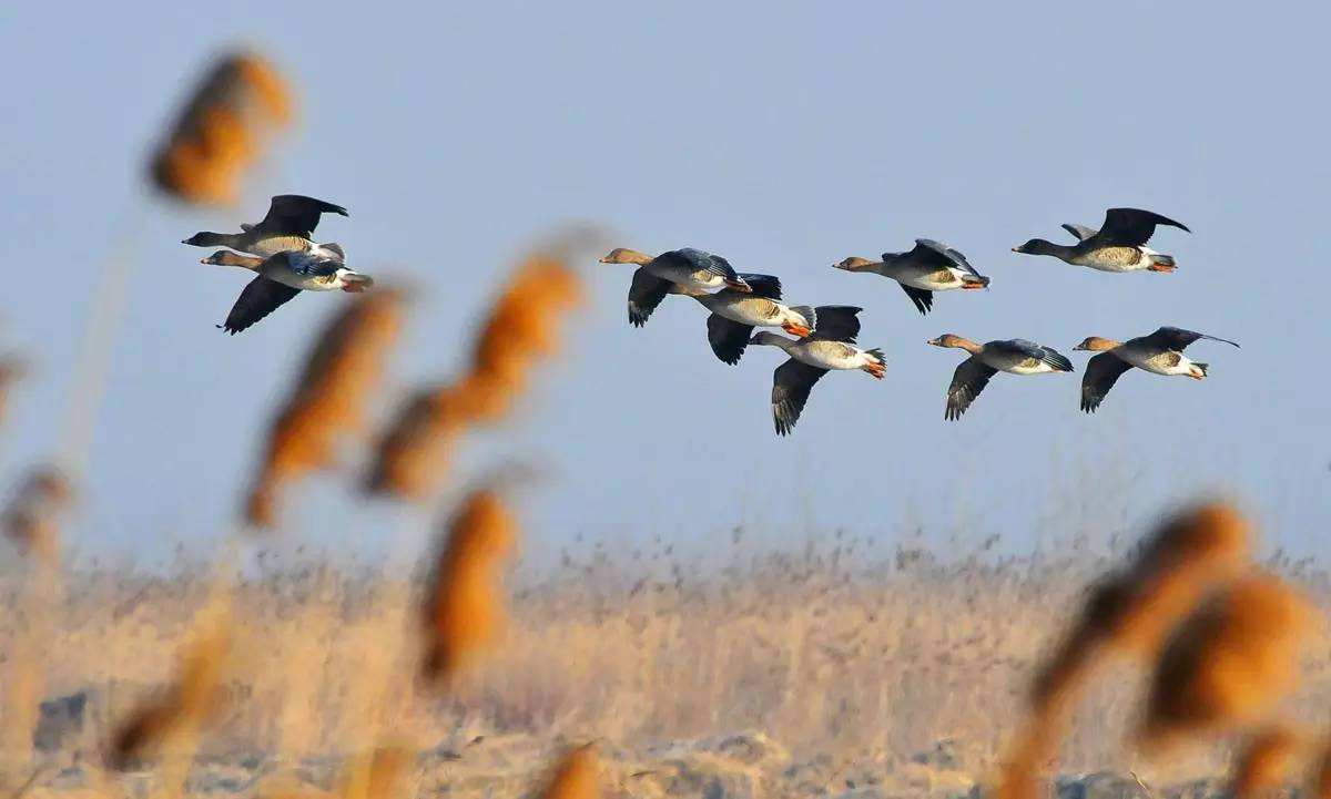 16628796805272.jpeg 611012f70f378368b3d7b23a26fa9294.jpeg